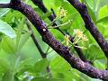 Toothed-Leaf Limonia